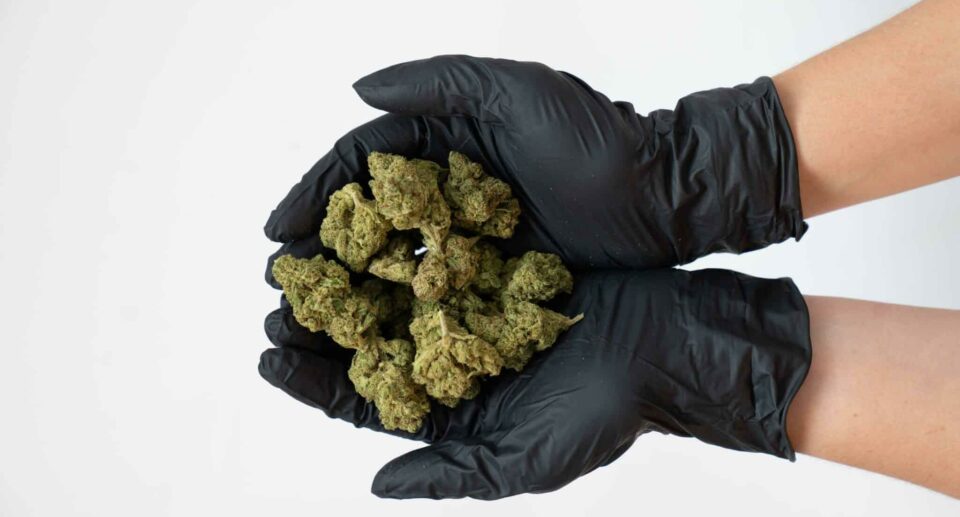 Il futuro del CBD in Italia: tra battaglie legali e riforme possibili