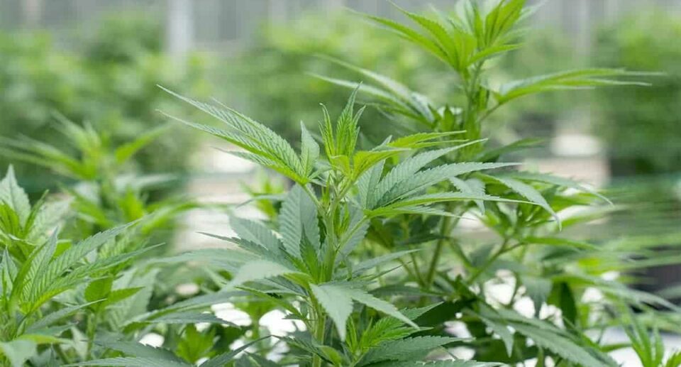 Cannabis light: come cambia il mercato italiano nel 2025 | SmokeStyle