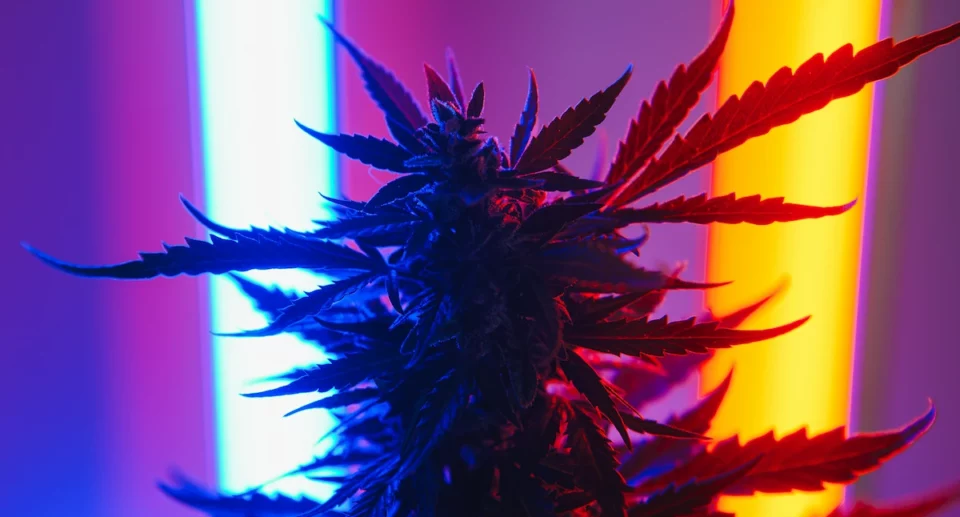 Cannabis light: come cambia il mercato italiano nel 2025