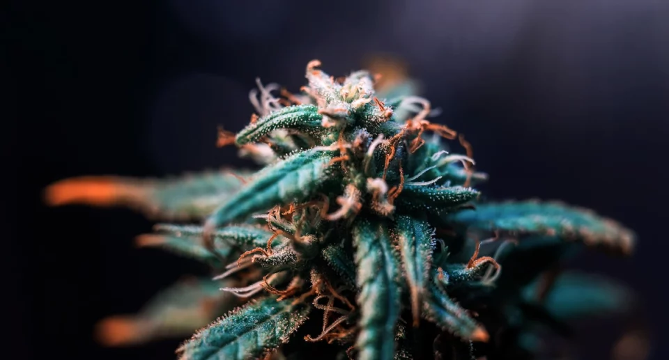 Le 5 varietà di cannabis light più richieste nel 2025