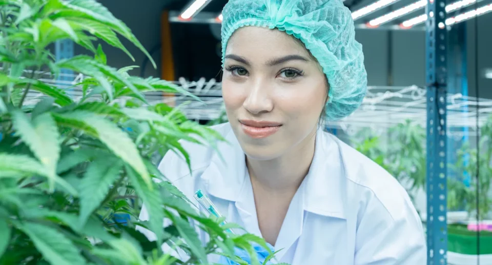 Grow shop nel 2025: come sopravvivere alle nuove normative