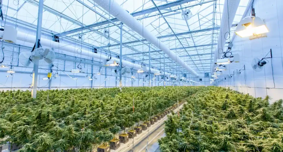 Come si muove l’industria della canapa in Europa nel 2025