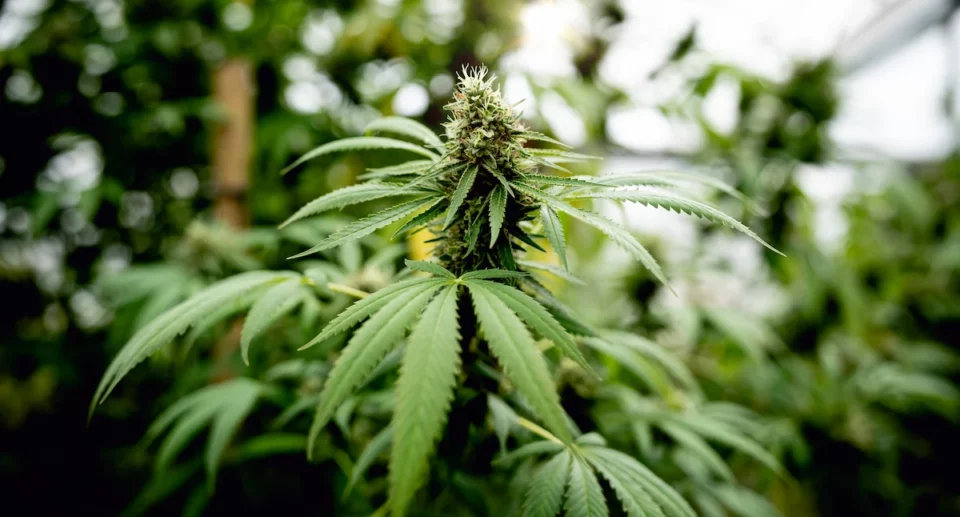 Cannabis e benessere nel 2025: tendenze, studi e integratori