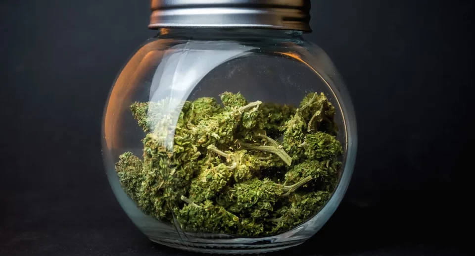 Cannabis, Europa e Italia: confronto tra leggi nel 2025