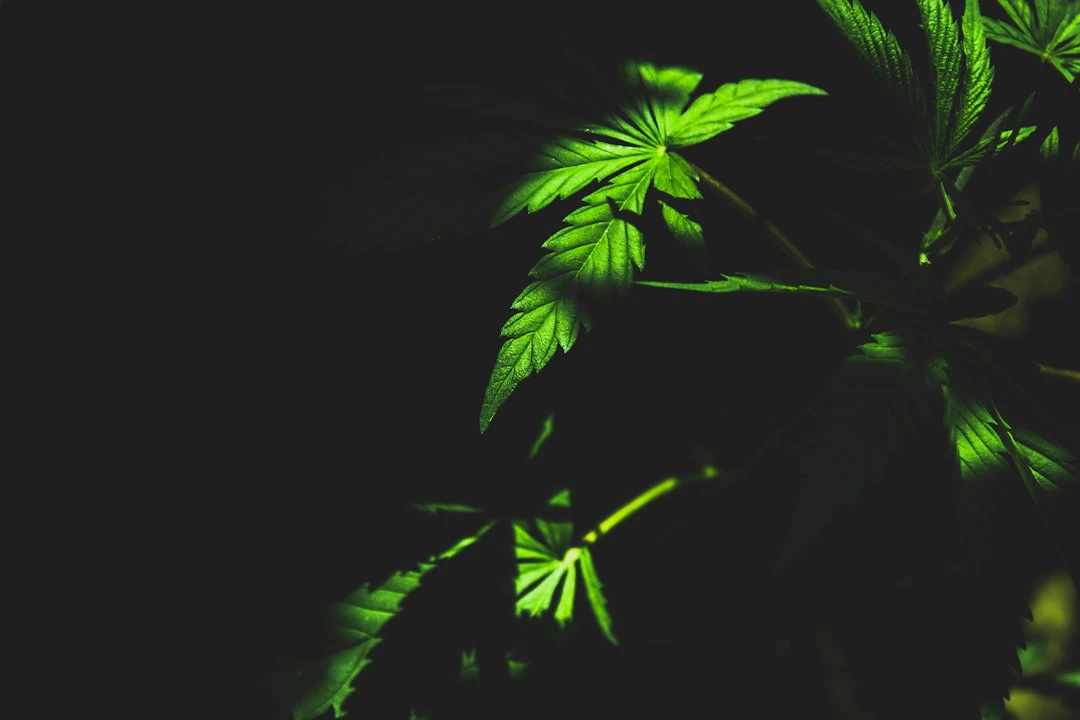 Cannabis light in Italia: tra divieti, ricorsi e sentenze. Perché regna la co...