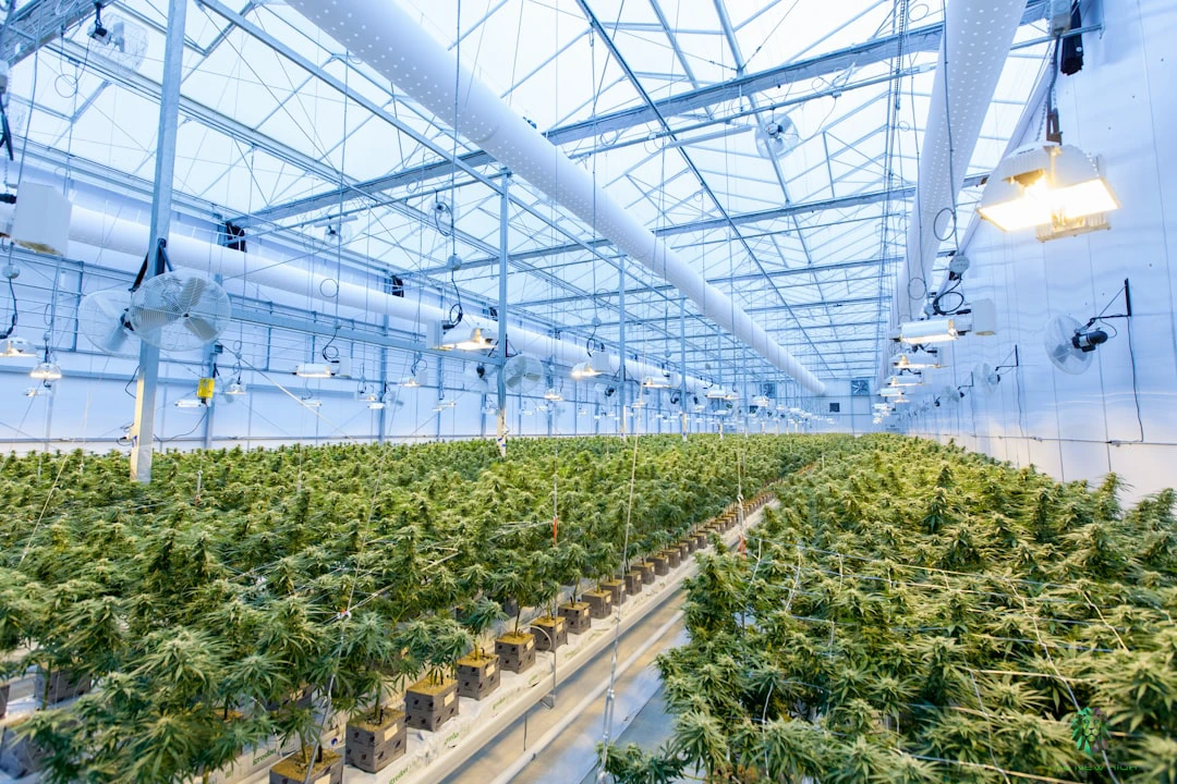 Quando i giudici smontano il divieto sulla cannabis light