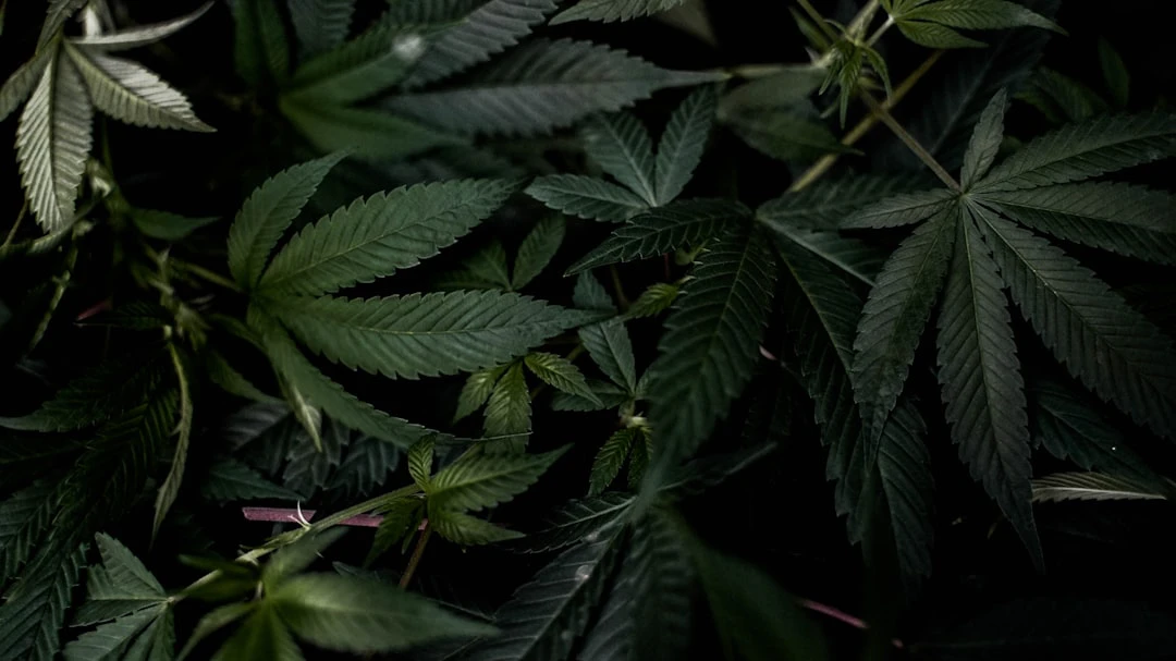 Trump e la cannabis: verso un allentamento delle restrizioni federali? Impatt...