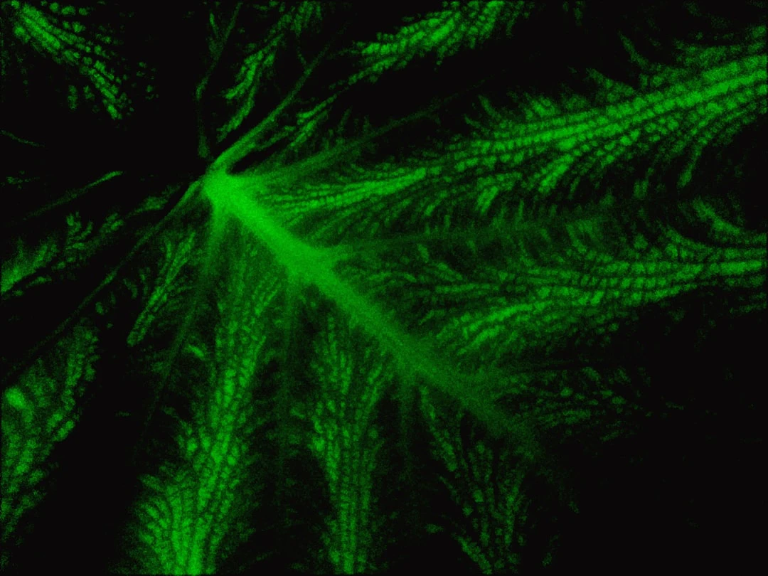 Un enzima ancestrale della cannabis torna in vita: perché potrebbe rivoluzion...